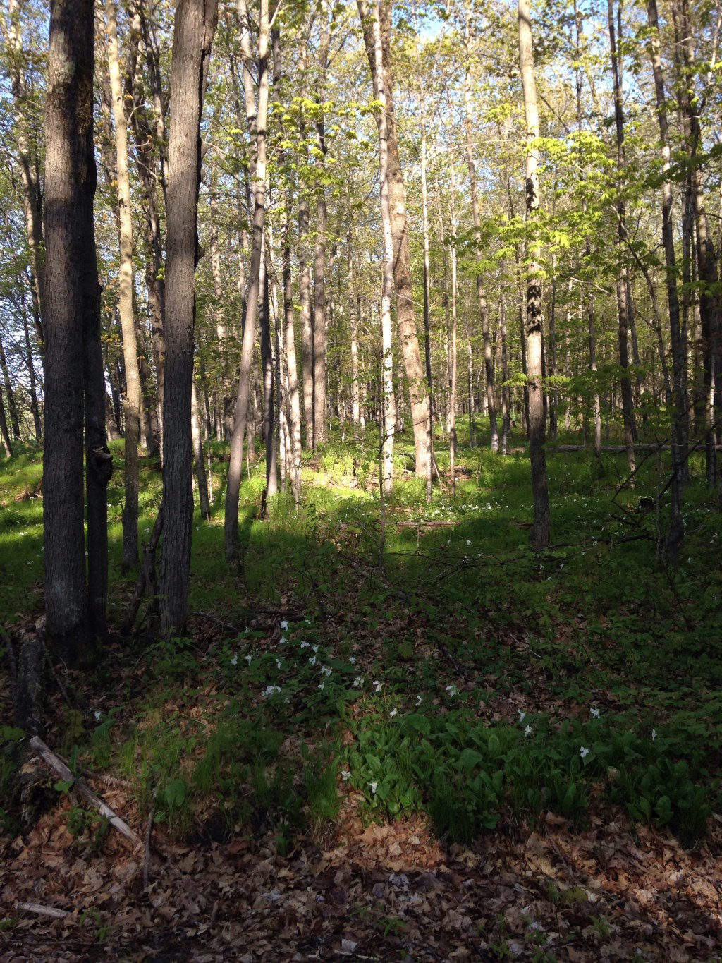 My Mother’s Knobby&nbsp;Knuckles